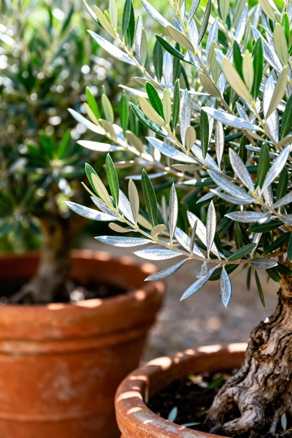 Cold Hardy Olive Tree Varieties for Temperate Climates