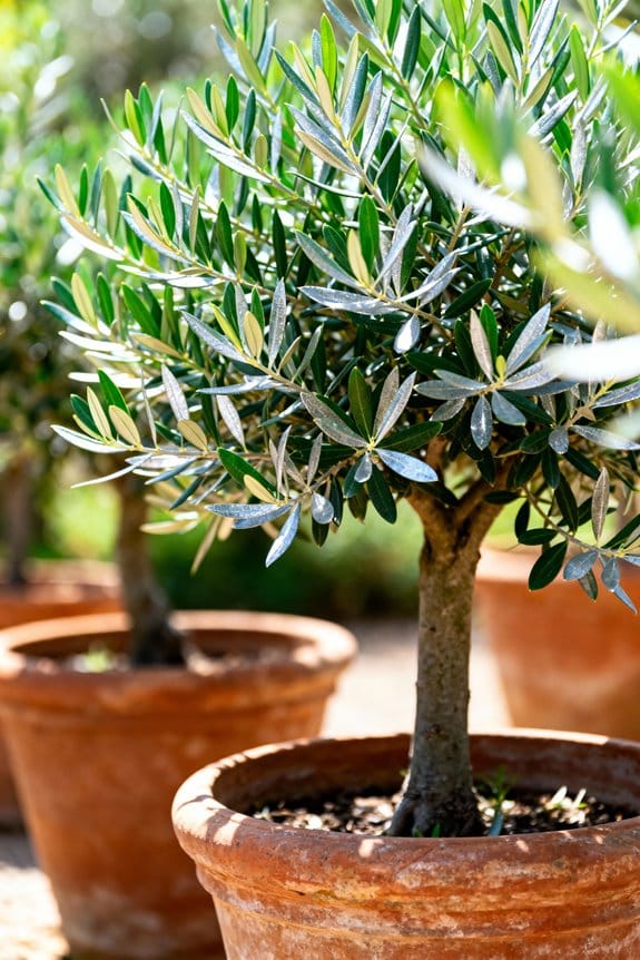 nourishing olive tree foods