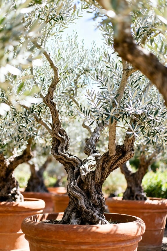 olive tree cultivation history
