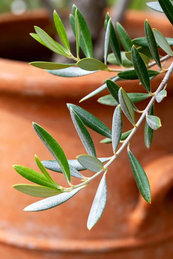 olive tree fertilization timing