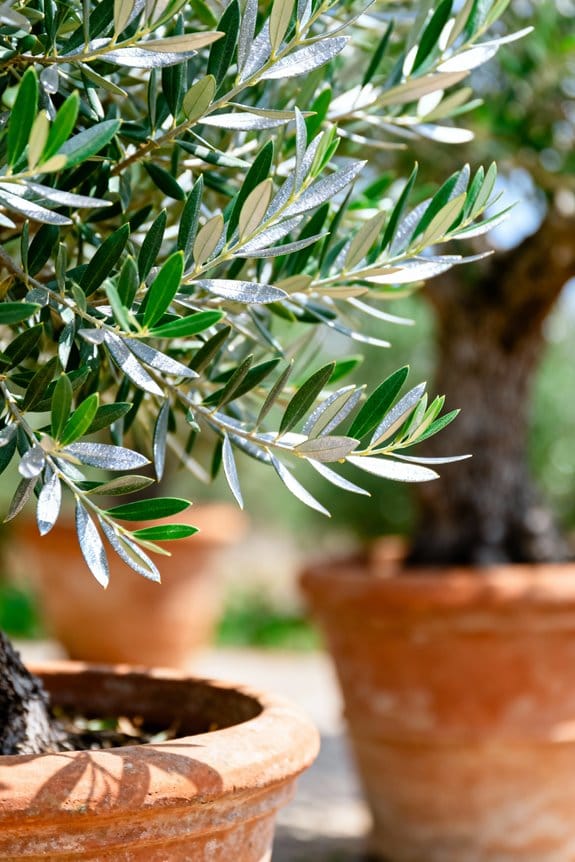 top mature leccino olive trees