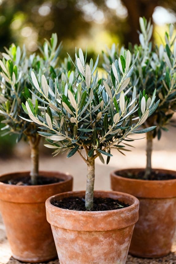 top olive trees for decor